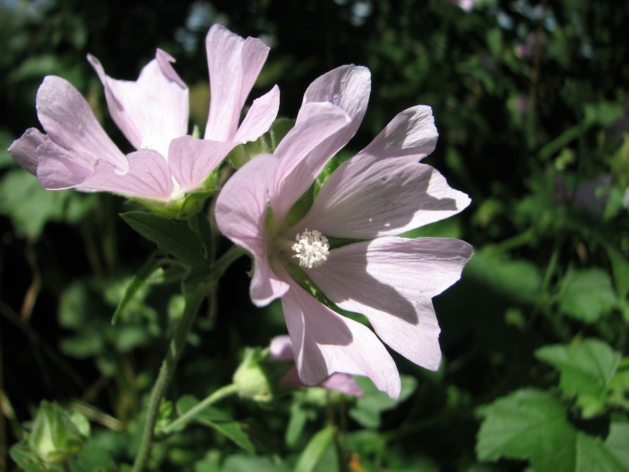 Дикая мальва просвирник