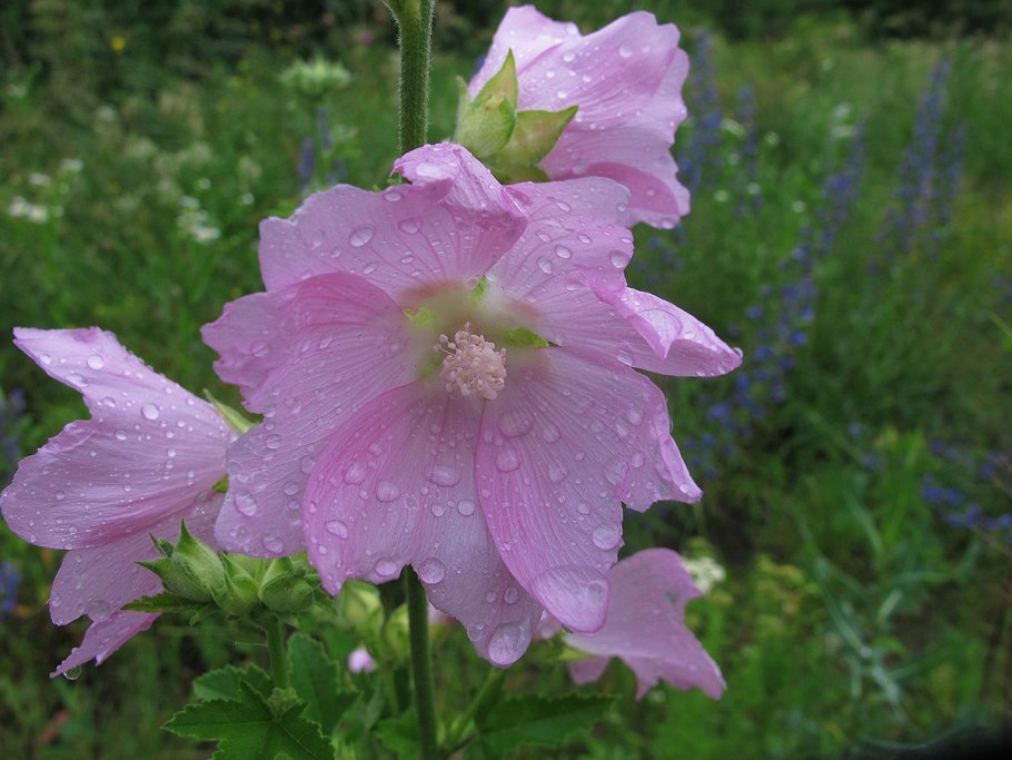 Лаватеры тюренгерская