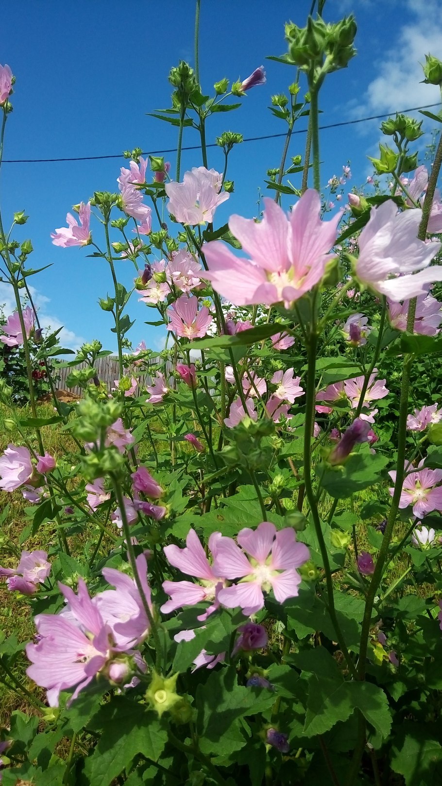 Лаватеры тюренгерская