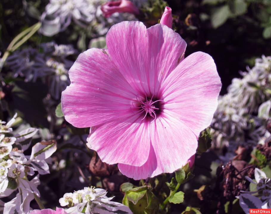 Хатьма тюрингенская, собачья роза