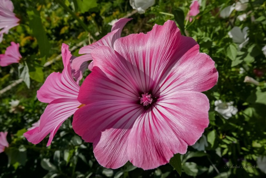 Хатьма (лаватера просвирник) тюрингенская