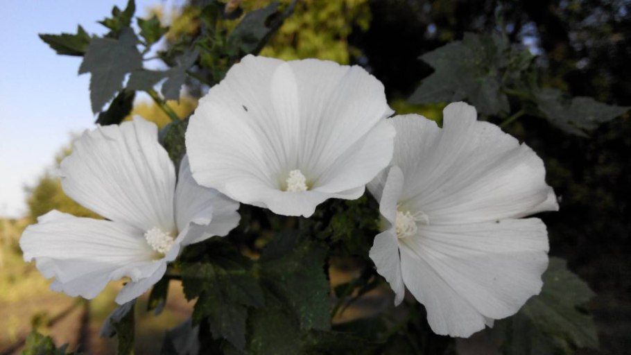 Хатьма тюрингенская белая