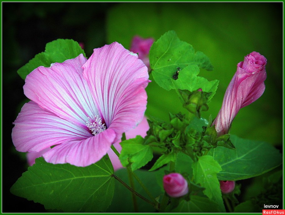 Лаватера хатьма