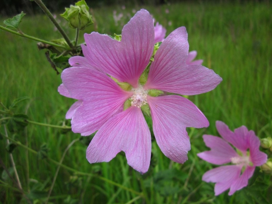 Хатьма тюрингенская просвирник полевой