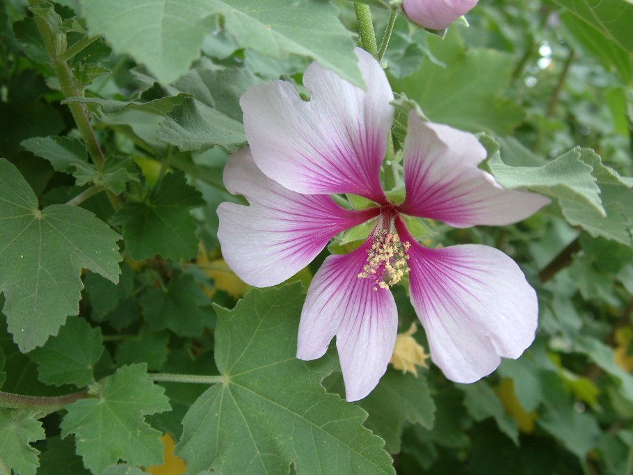 Лаватера тюрингенская