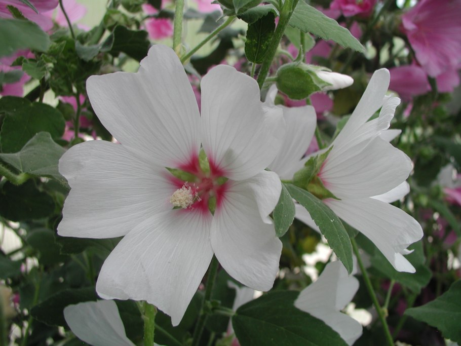 Лаватера тюрингенская многолетняя