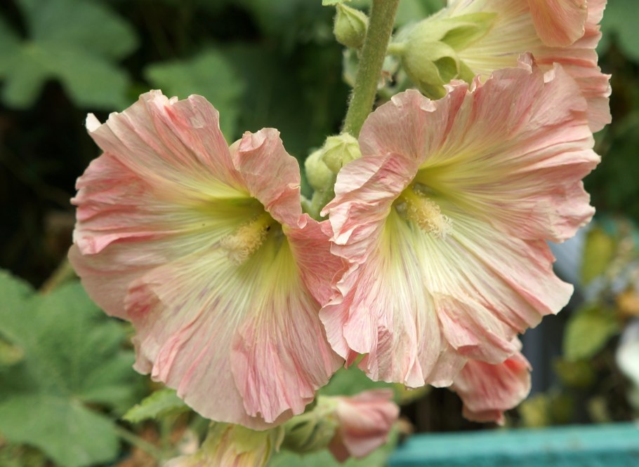 Цветы мальва просвирник