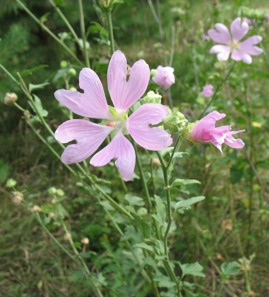 Хатьма лаватера тюрингенская