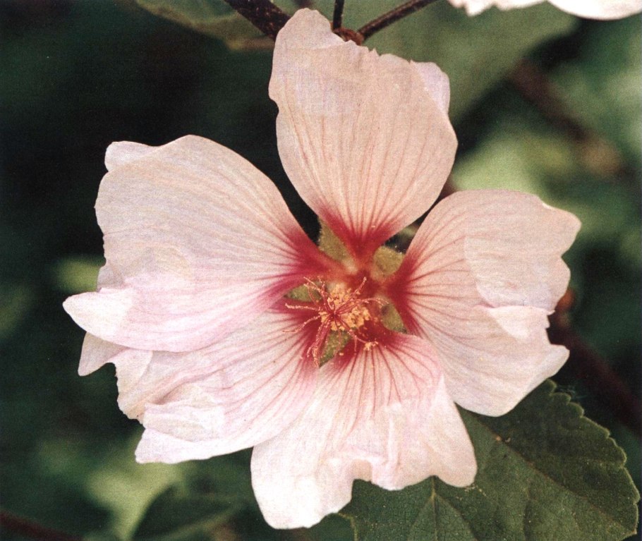 Гибискус сирийский