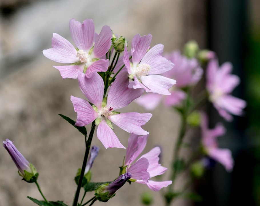 Хатьма лаватера тюрингенская