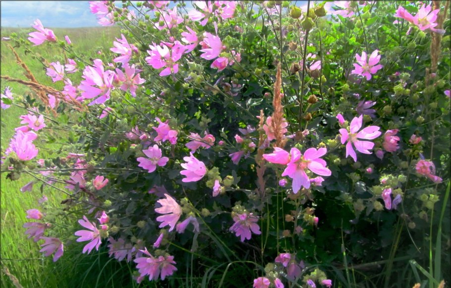 Лаватера хатьма