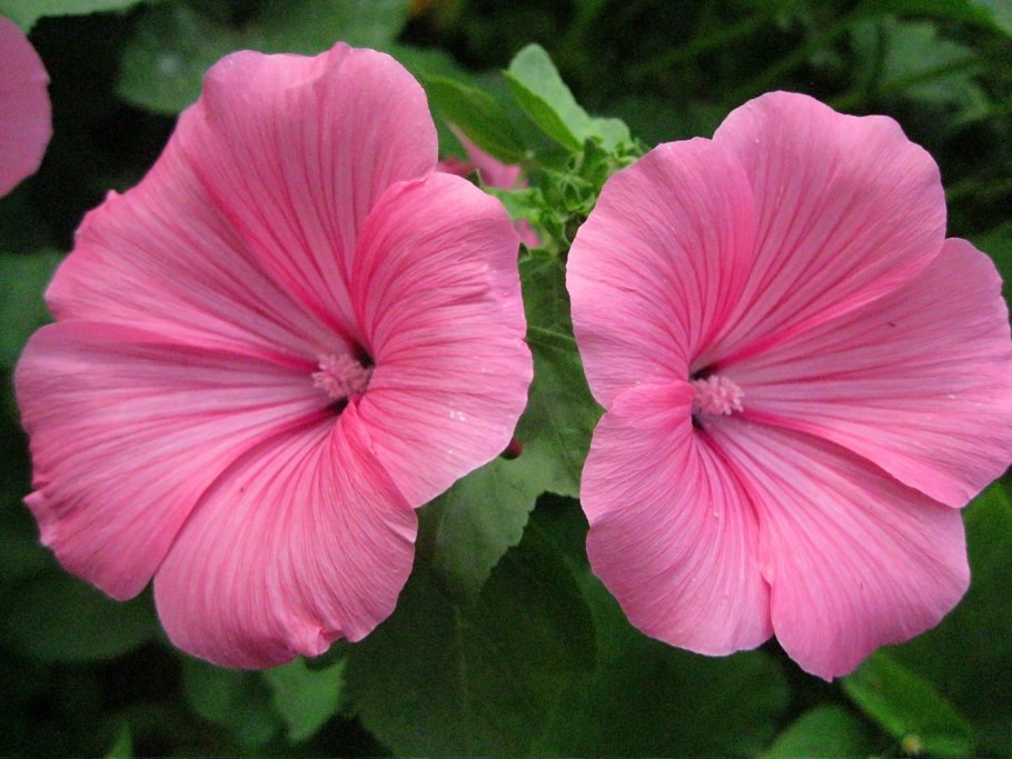 Лаватера тюрингенская