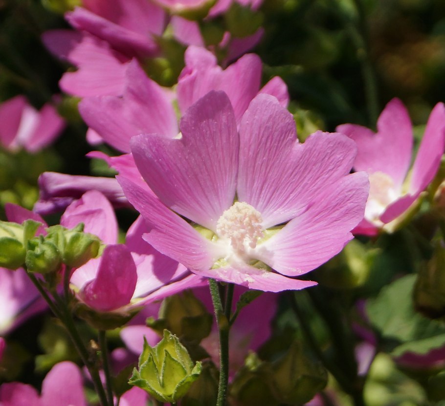 Лаватера хатьма