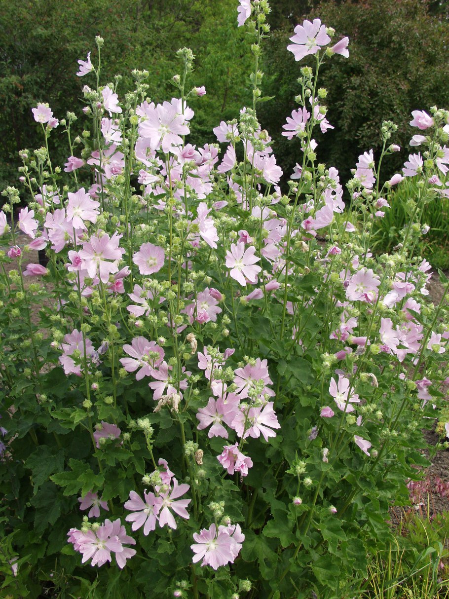 Мальва тюрингенская