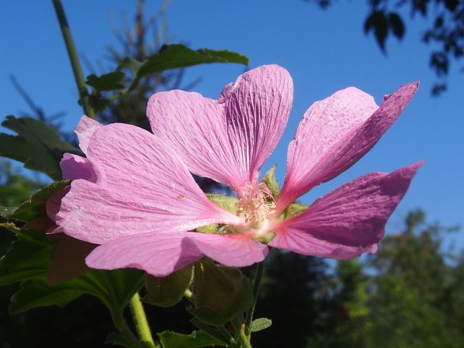 Мальва (хатьма тюрингенская, Lavatera thuringiaca l.)