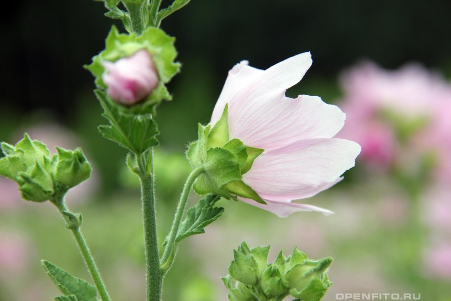 Хатьма древовидная