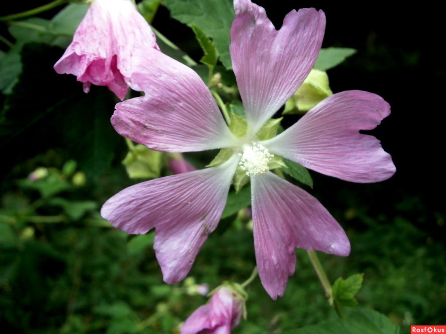 Лаватера Тюрингская