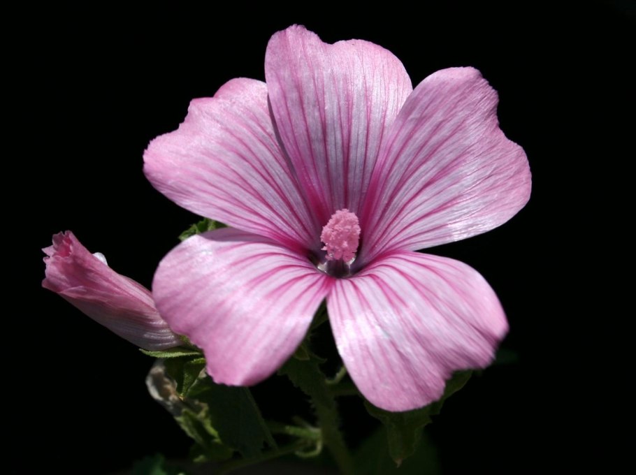 Lavatera trimestris l.