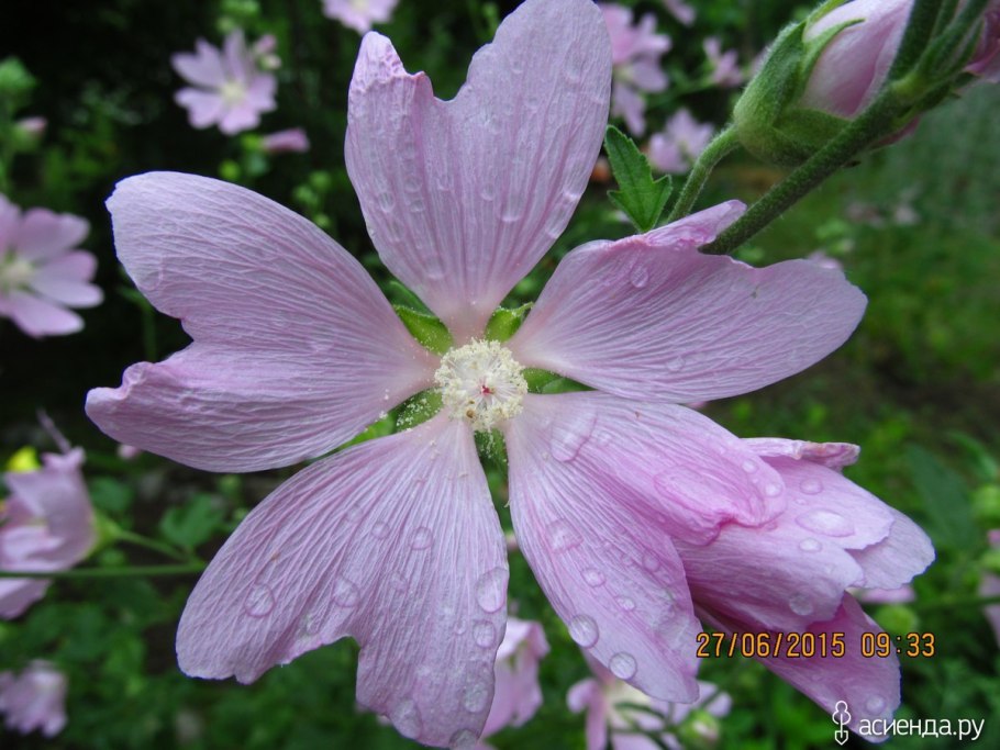 Мальва мускусная просвирник