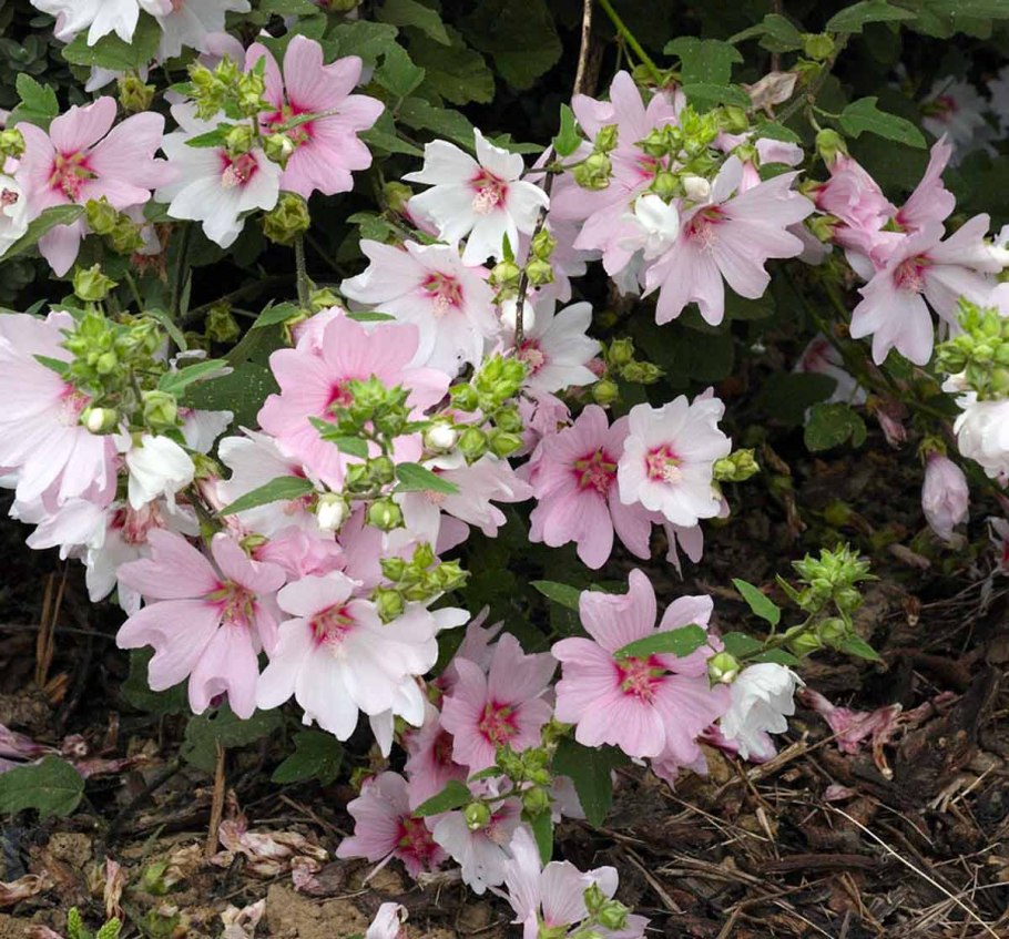 Лаватера тюрингенская