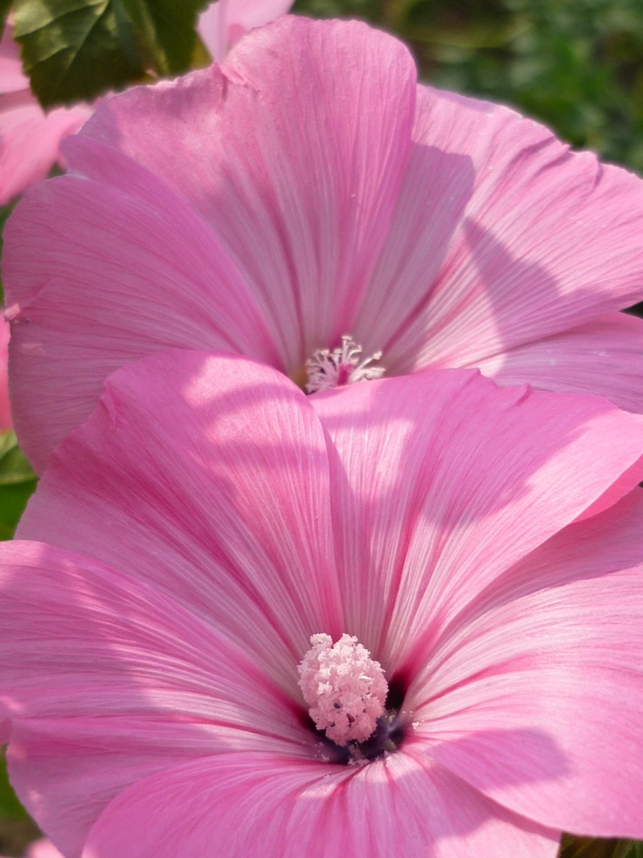 Лаватера хатьма