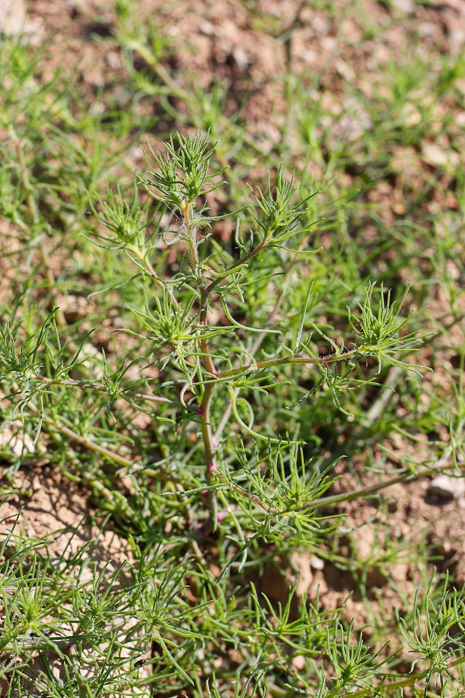 Salsola ruthenica