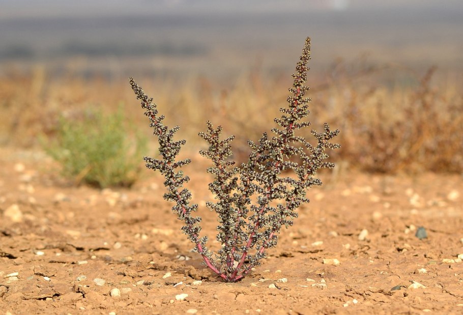 Полынь колючка верблюжья колючка