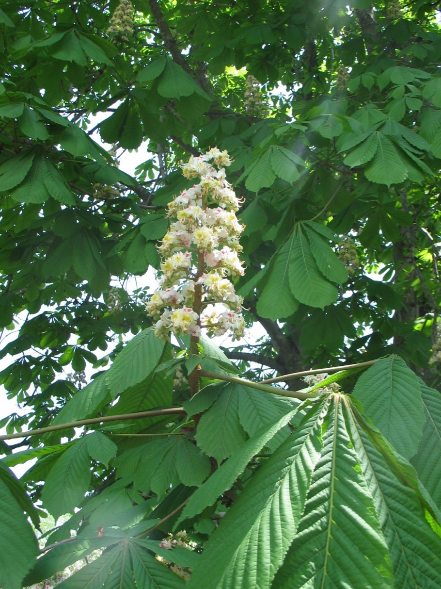 Конский каштан обыкновенный Aesculus hippocastanum
