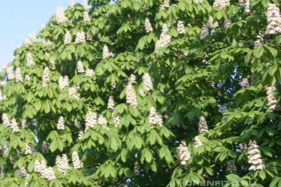 Конский каштан обыкновенный Aesculus hippocastanum