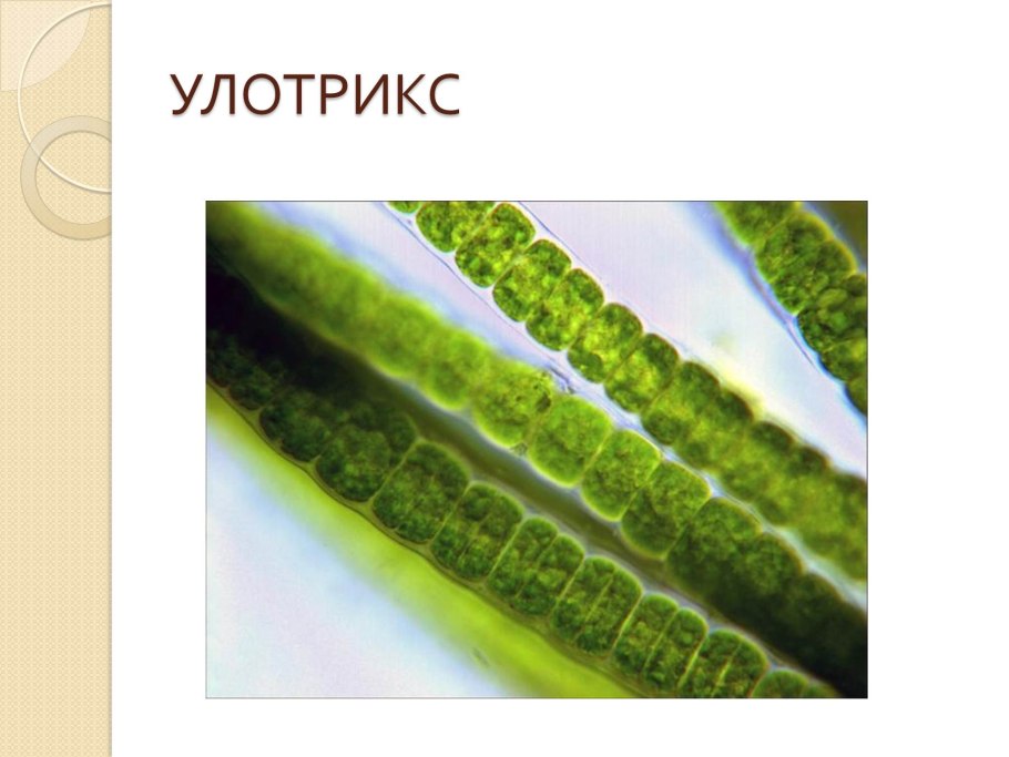 Схема размножения улотрикса