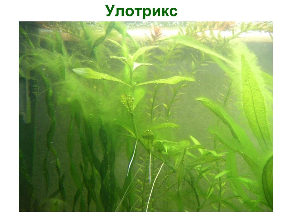 Цианобактерии Анабена