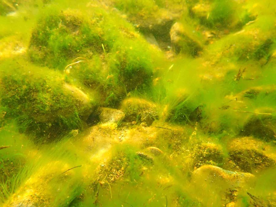 Ульвофициевые водоросли