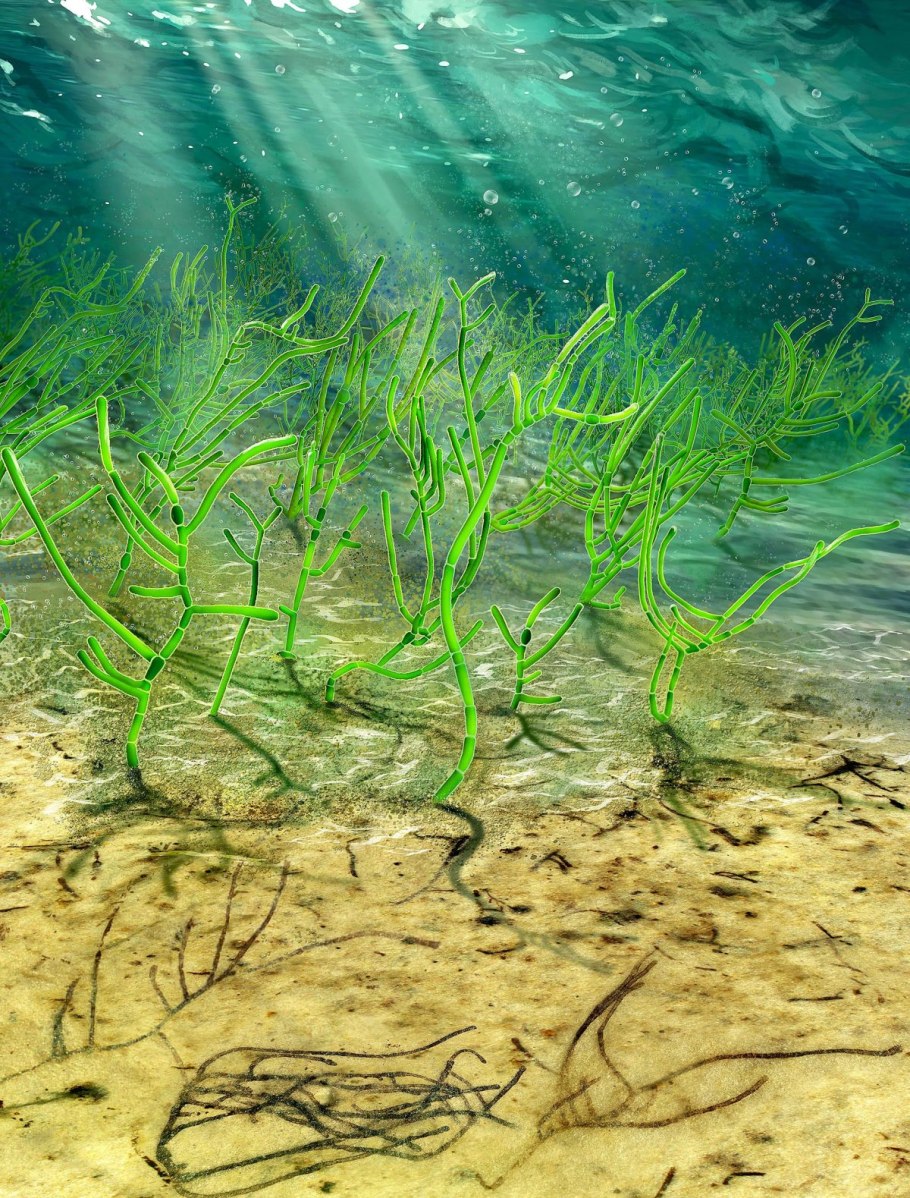 Водоросли микрастериас красные