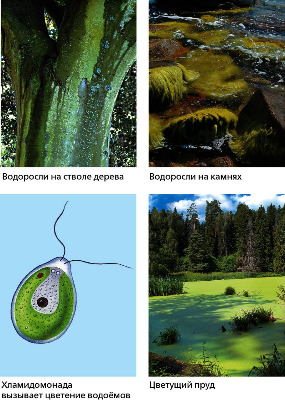 Многоклеточные водоросли улотрикс