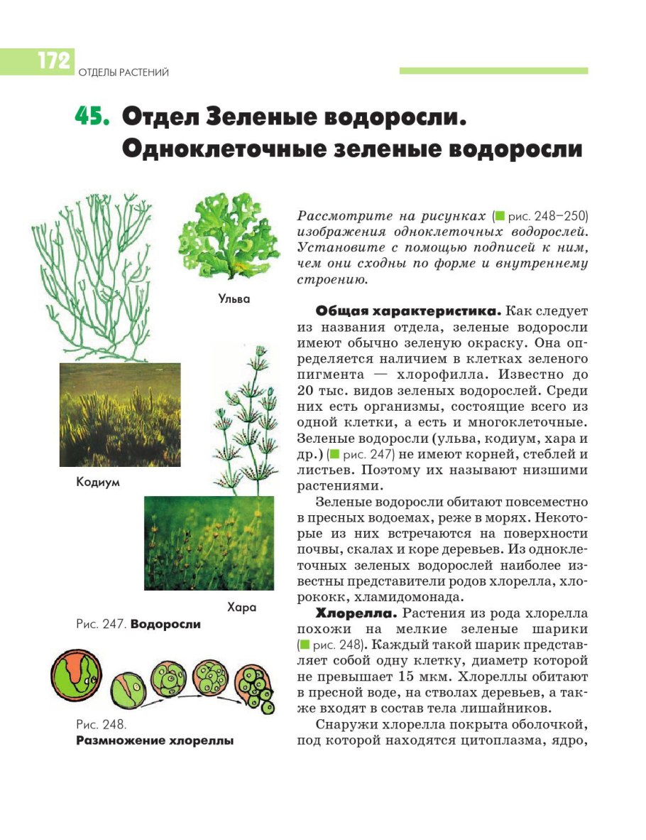 Нитчатая водоросль улотрикс