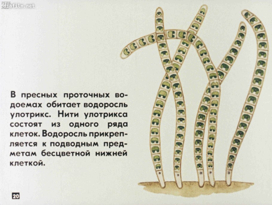 Нитчатая водоросль улотрикс