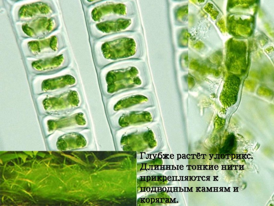 Arthrospira platensis