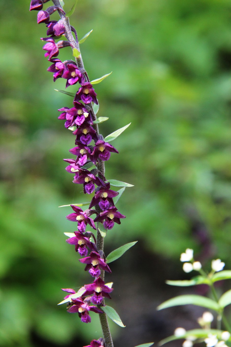 Дремлики темно-красный и болотный