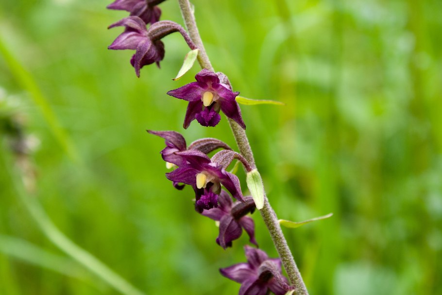 Дремлик темно-красный (Epipactis atrorubens)