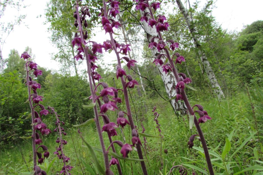 Дремлик болотный