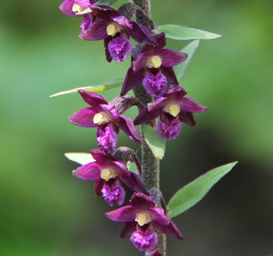 Дремлик чемерицевидный