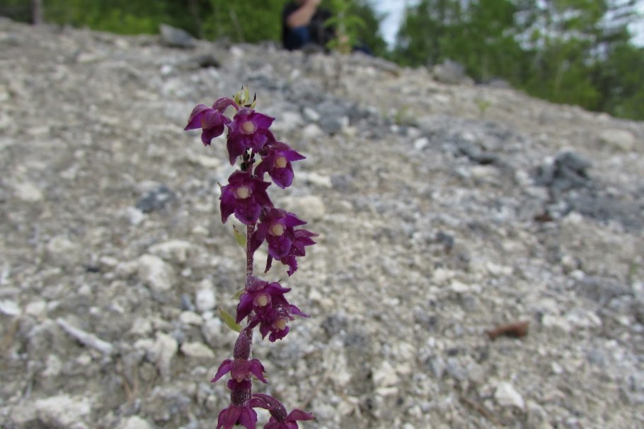 Дремлик зимовниковый