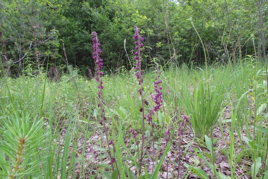 Дремлик ржаво-красный