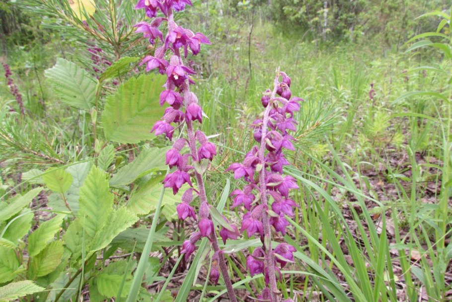 Дремлики темно-красный и болотный