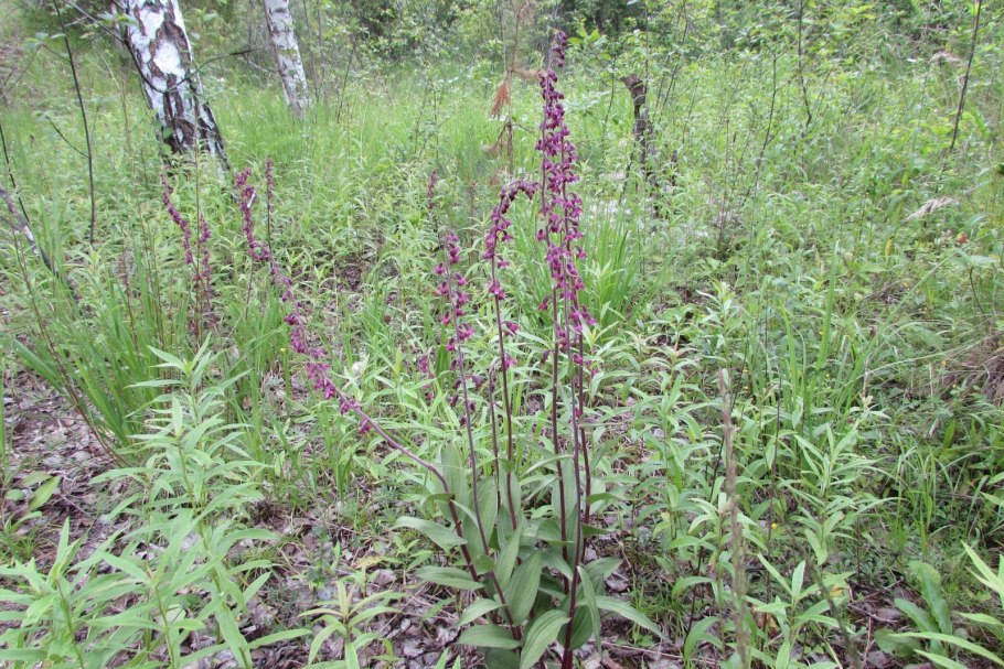 Орхидные на карман Курык