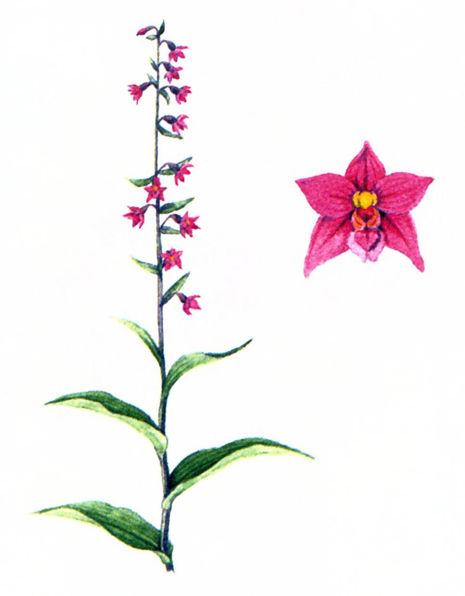 Дремлик болотный