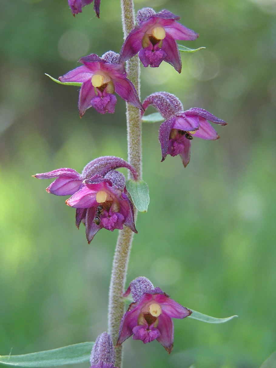 Дремлик темно-красный