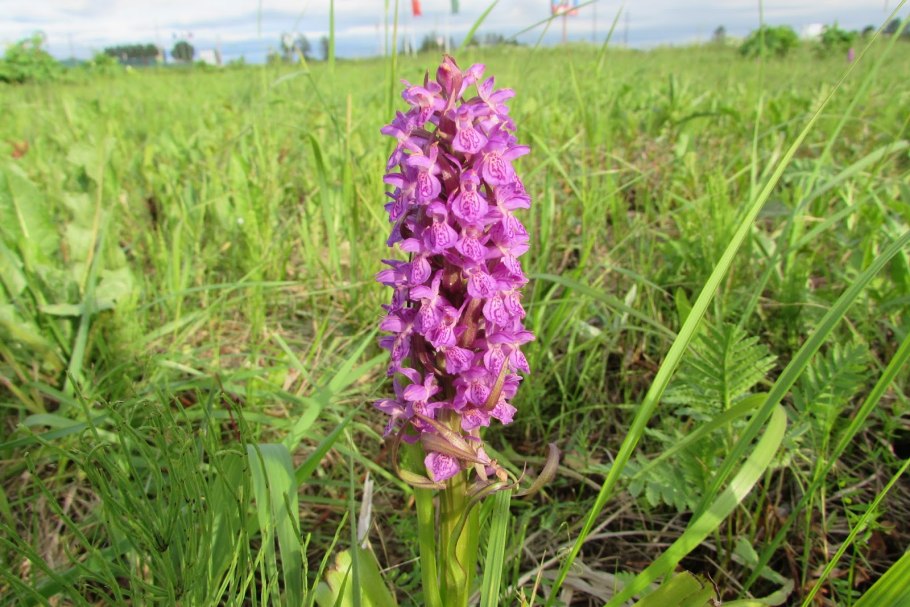 Луговой колокольчик крапиволистный