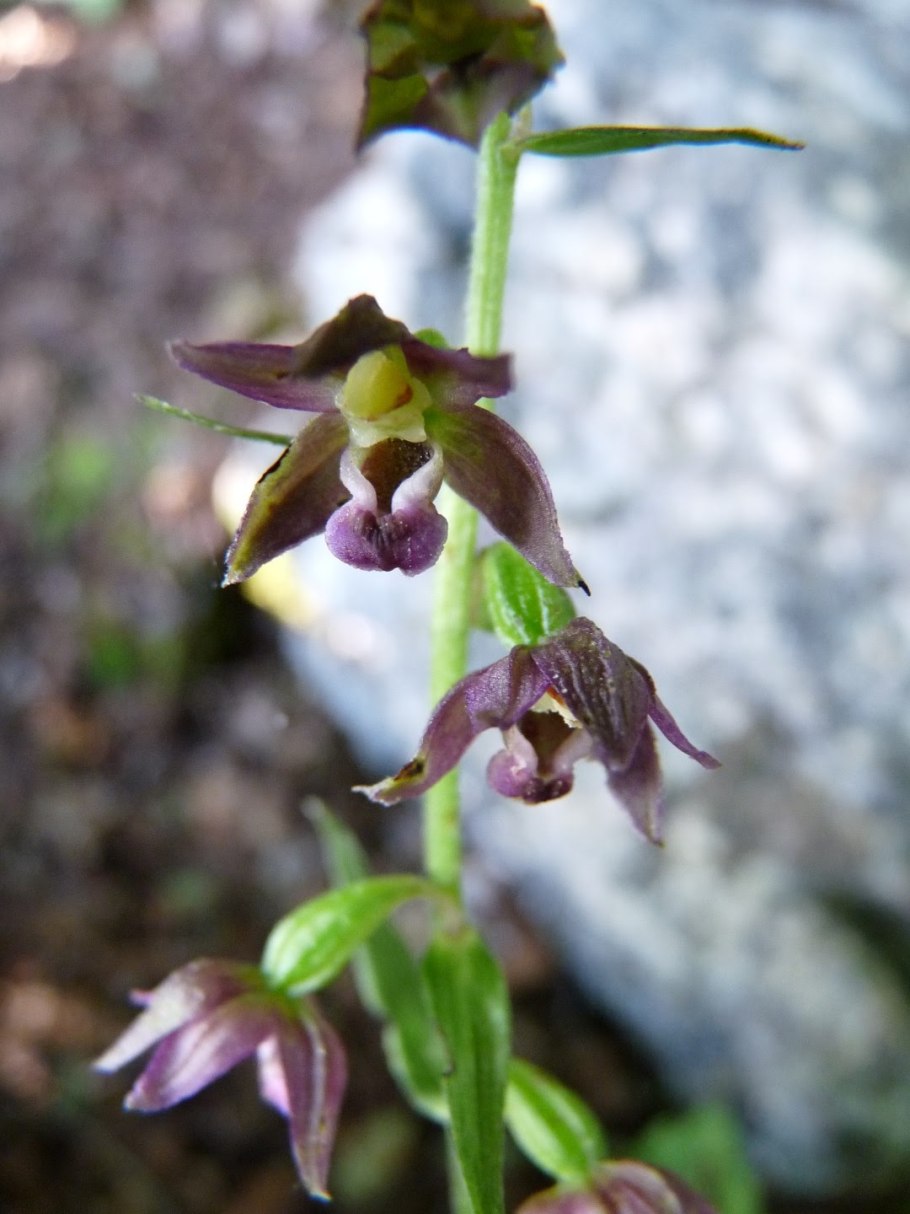 Дремлик болотный