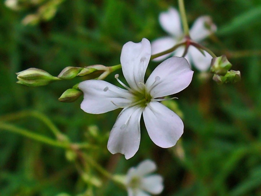 Гипсофила repens rosea